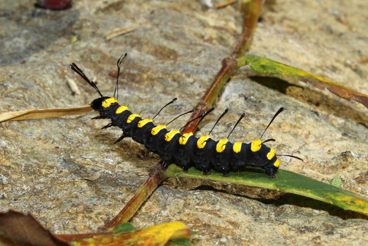 Larva di Acronicta (Jocheaera) alni
